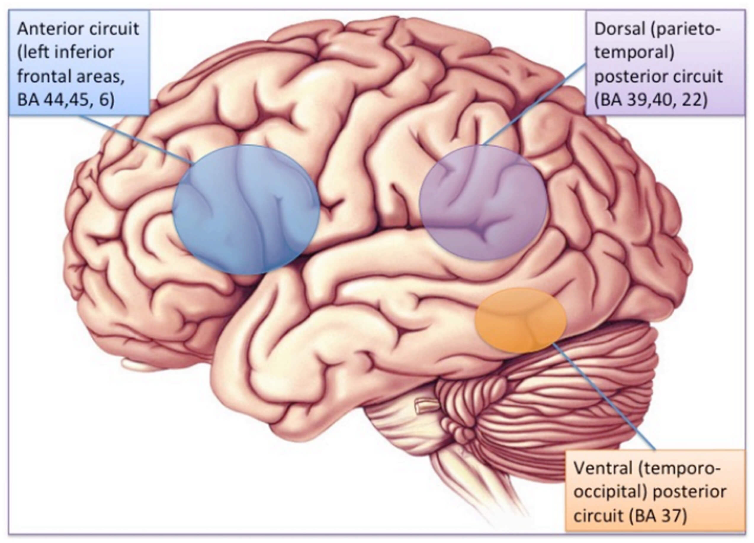 Shared and modality-specific brain regions that mediate auditory